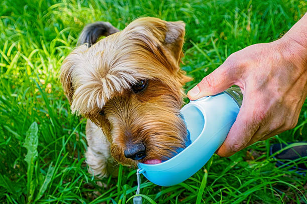 Nos gourdes polyvalentes
